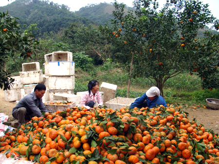 Đầu tư phát triển cây ăn quả giúp kinh tế vùng nông thôn chuyển dịch đúng hướng. Trong ảnh: Nông dân huyện Văn Chấn thu hoạch cam.